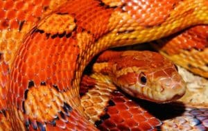 A snake rescuer with tips for natural herb remedies - Dinesh Gohil